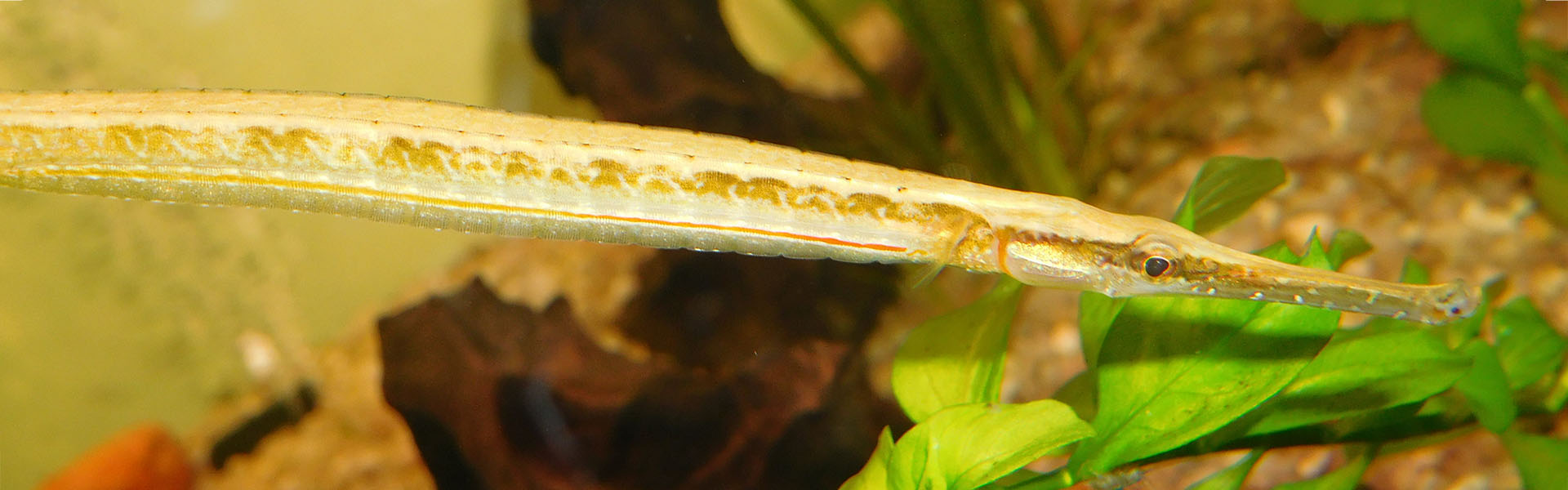 Shorttailed pipefish